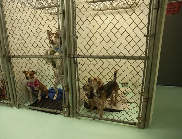 Desert East Animal Hospital — photo from the business 3