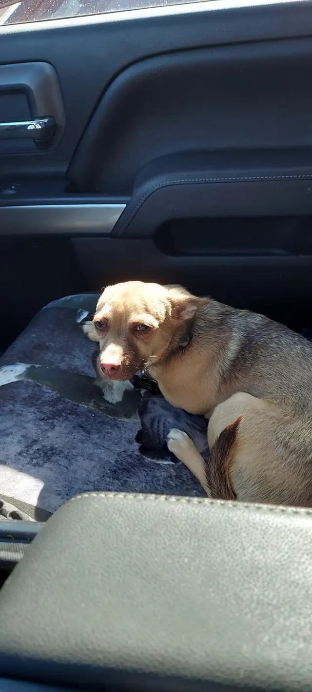 Dr. C Anthony Animal Hospital — customer photo 10