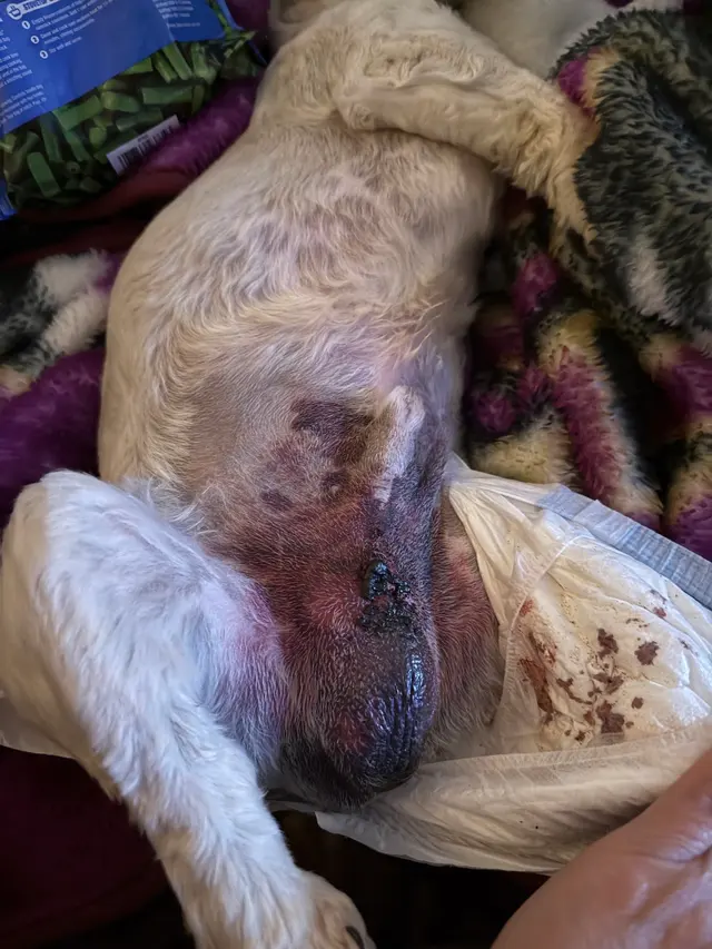 Dr. C Anthony Animal Hospital — customer photo 6