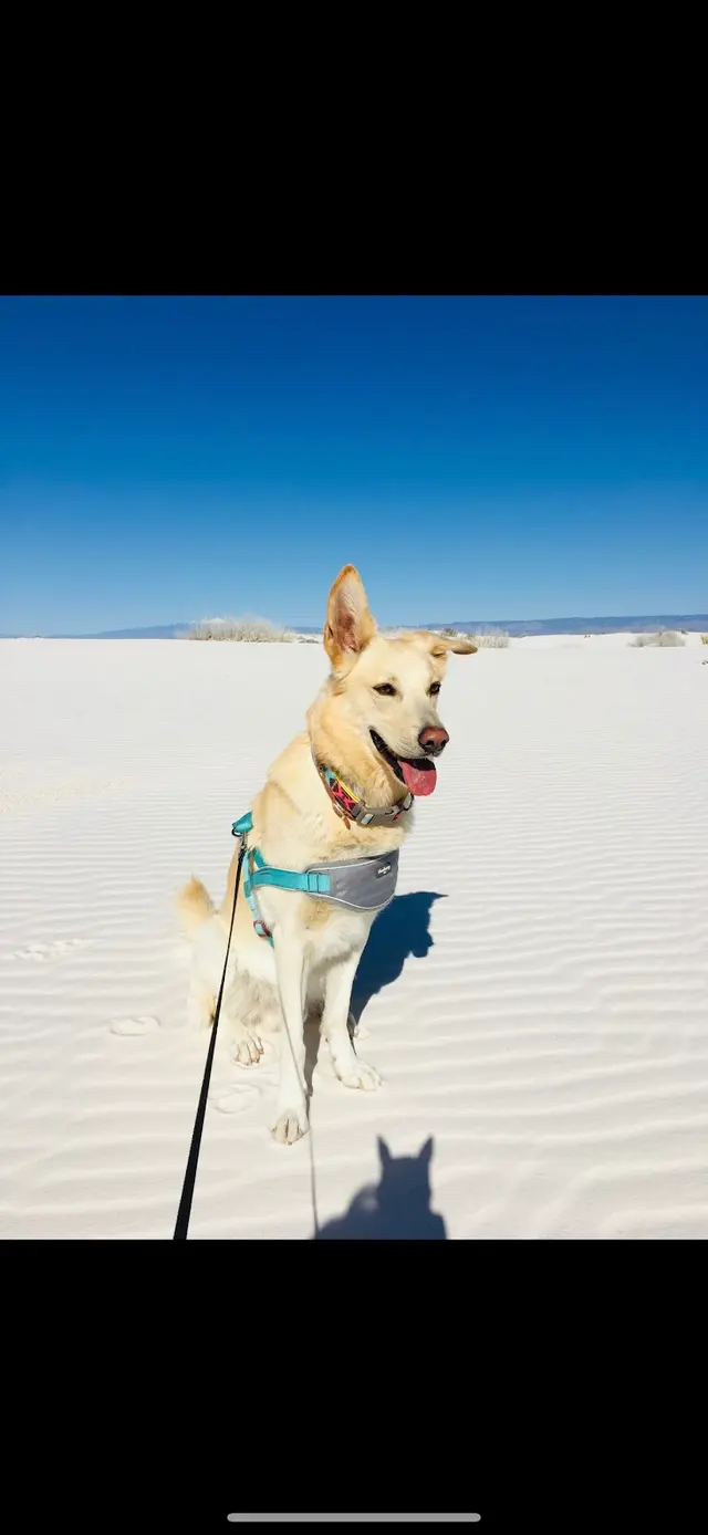 Dr. C Anthony Animal Hospital — customer photo 7