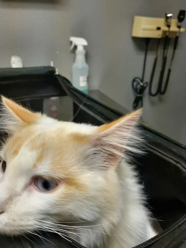 Dr. C Anthony Animal Hospital — customer photo 12