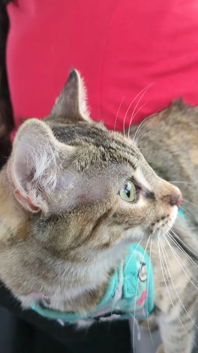 Dr. C Anthony Animal Hospital — customer photo 1