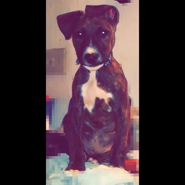 Dr. C Anthony Animal Hospital — customer photo 11