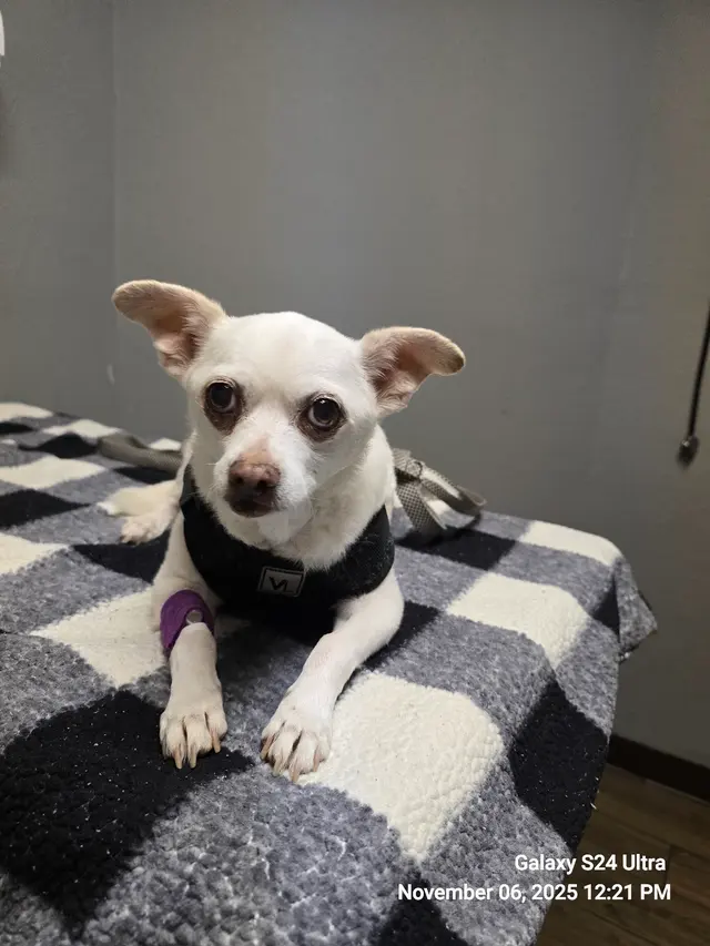 Dr. C Anthony Animal Hospital — customer photo 5