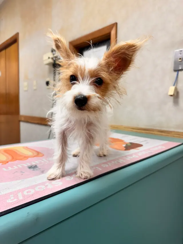 Adobe Animal Hospital — customer photo 10