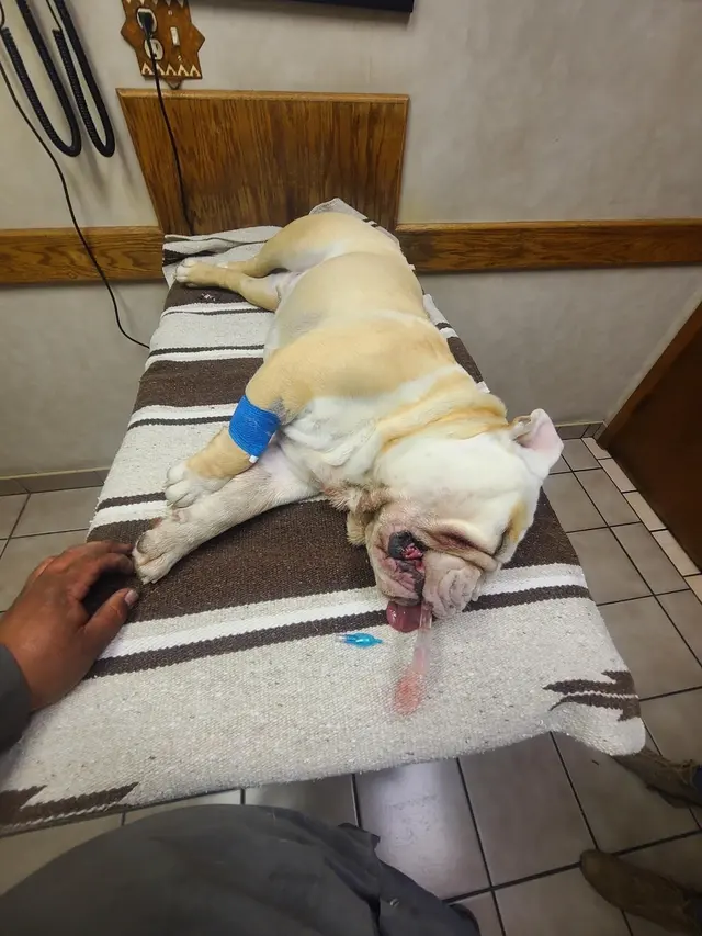 Adobe Animal Hospital — customer photo 3