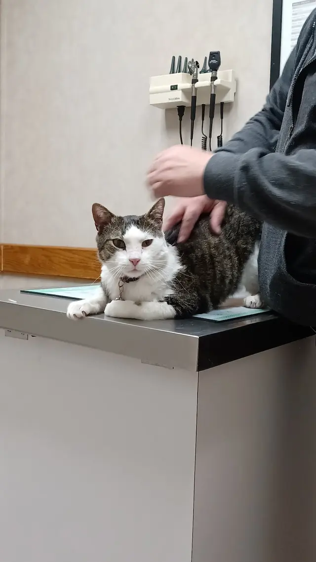 Adobe Animal Hospital — customer photo 4
