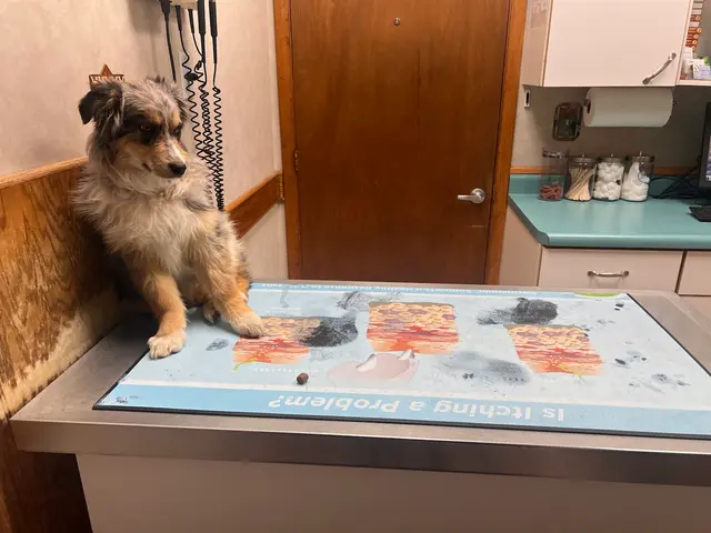 Adobe Animal Hospital — customer photo 5