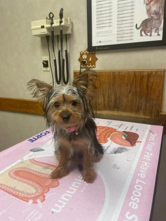 Adobe Animal Hospital — customer photo 6