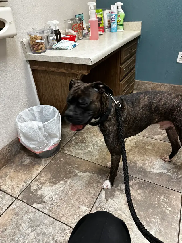 Vista Hills Animal Hospital — customer photo 2