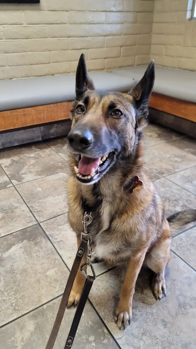 Vista Hills Animal Hospital — customer photo 4