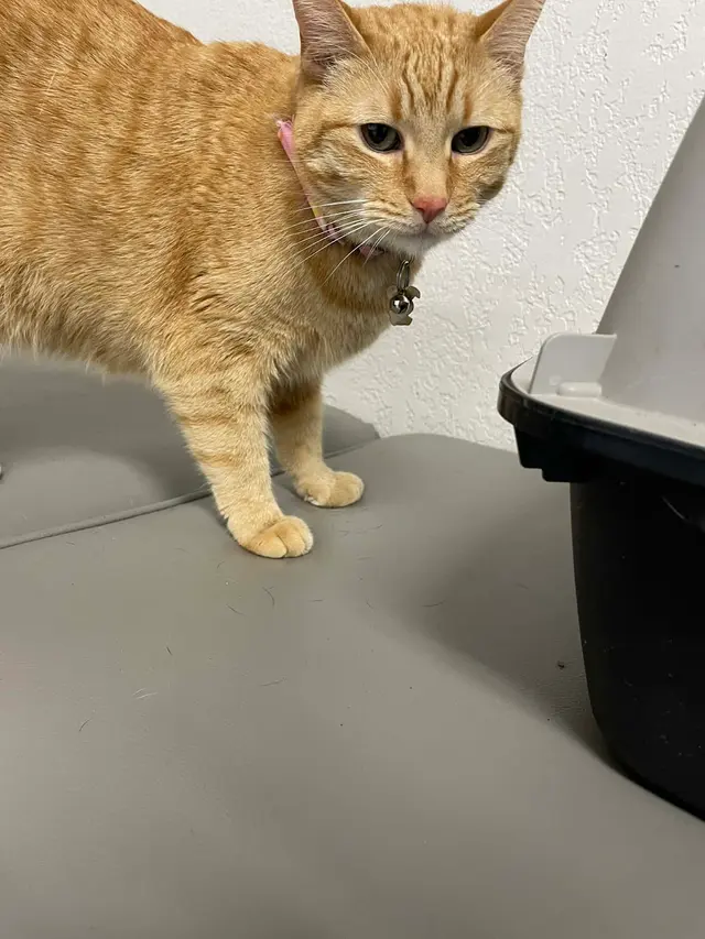 Vista Hills Animal Hospital — customer photo 10