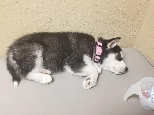 Vista Hills Animal Hospital — customer photo 11
