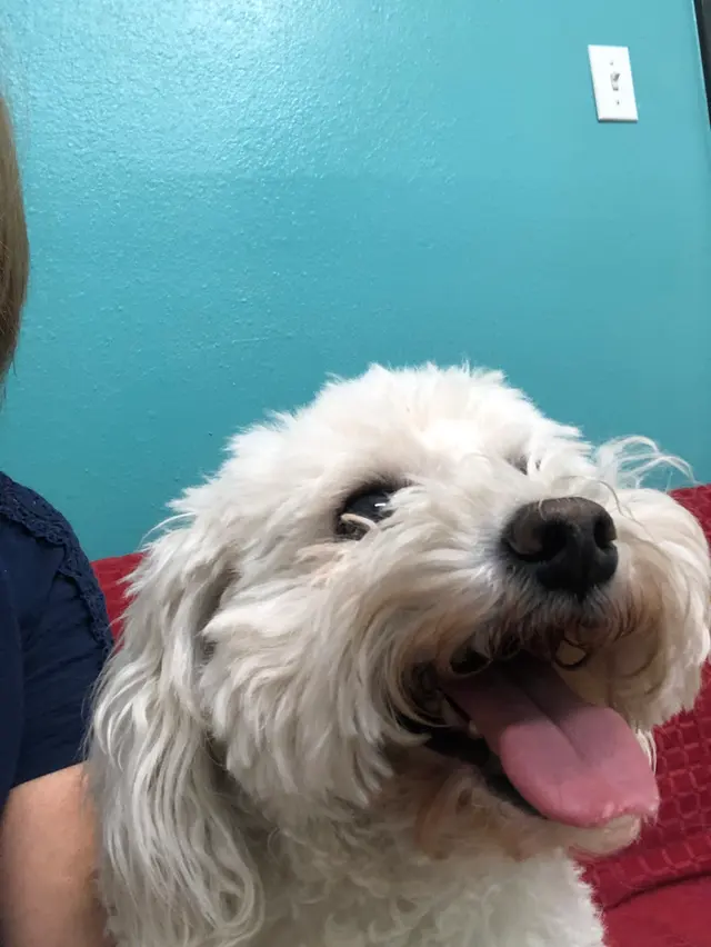Vista Hills Animal Hospital — customer photo 3
