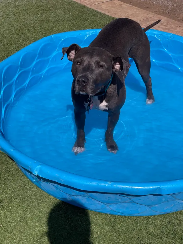 Vista Hills Animal Hospital — customer photo 6