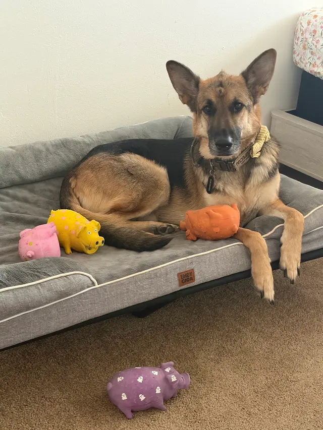Vista Hills Animal Hospital — customer photo 9