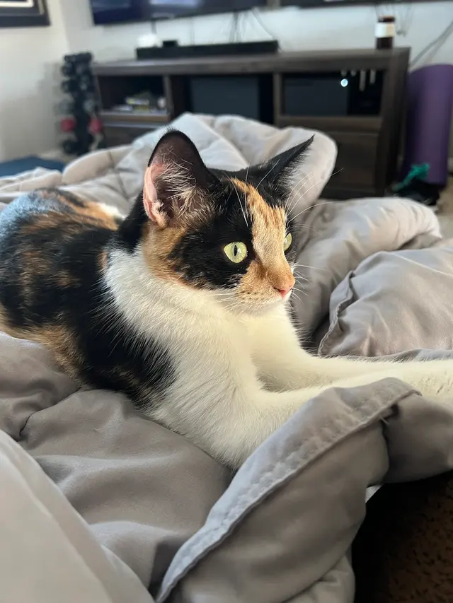 Coffee Road Animal Hospital & Pet Resort — customer photo 3