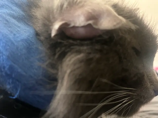 Coffee Road Animal Hospital & Pet Resort — customer photo 10