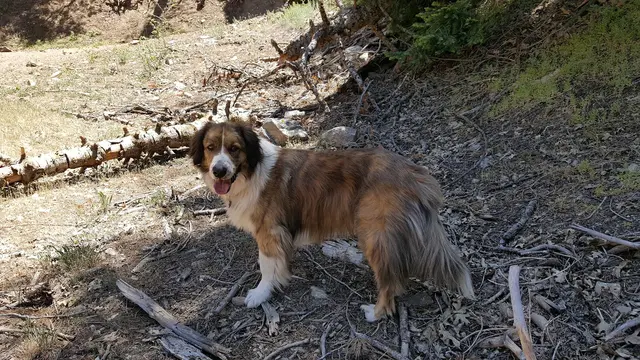 Coffee Road Animal Hospital & Pet Resort — customer photo 9