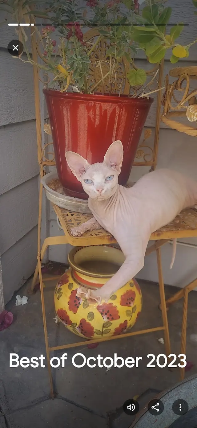 Customer photo of work by Southwest Veterinary Hospital, from tanya peterson-baker's review