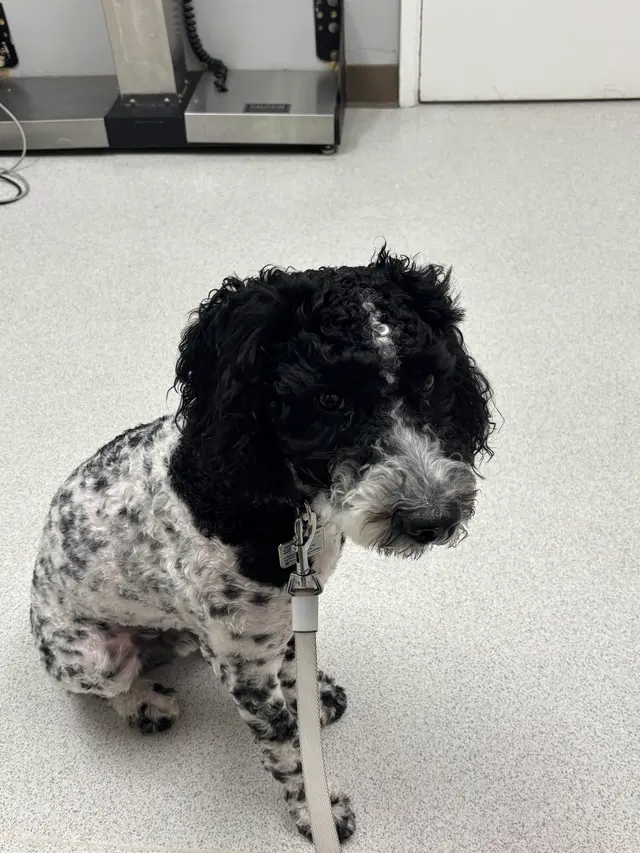 Southwest Veterinary Hospital — customer photo 11