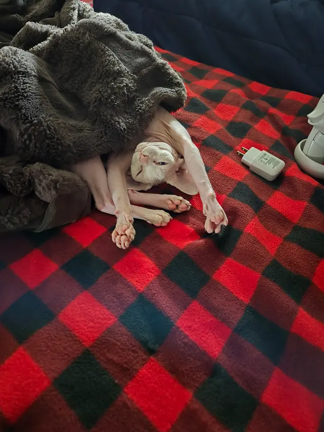 Customer photo of work by Southwest Veterinary Hospital, from tanya peterson-baker's review