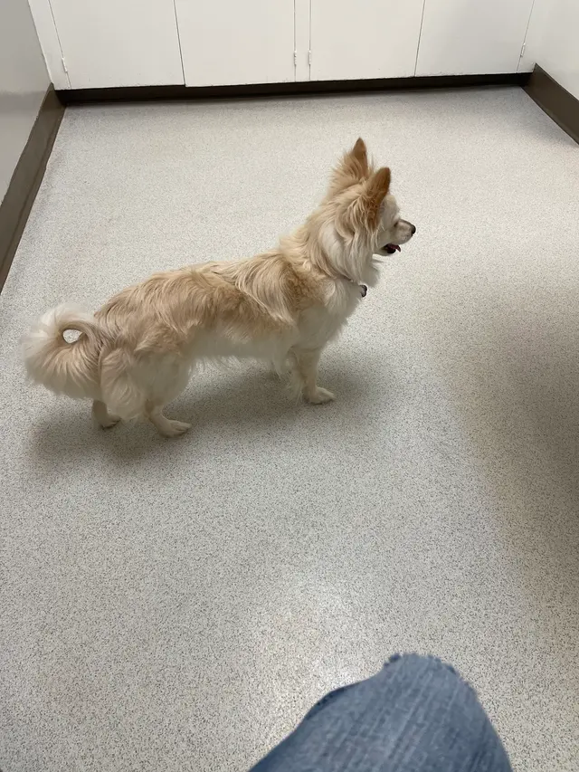 Southwest Veterinary Hospital — customer photo 1