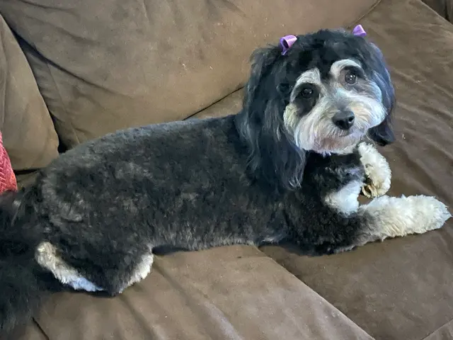 Southwest Veterinary Hospital — customer photo 10