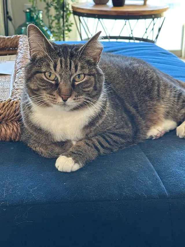 Southwest Veterinary Hospital — customer photo 3