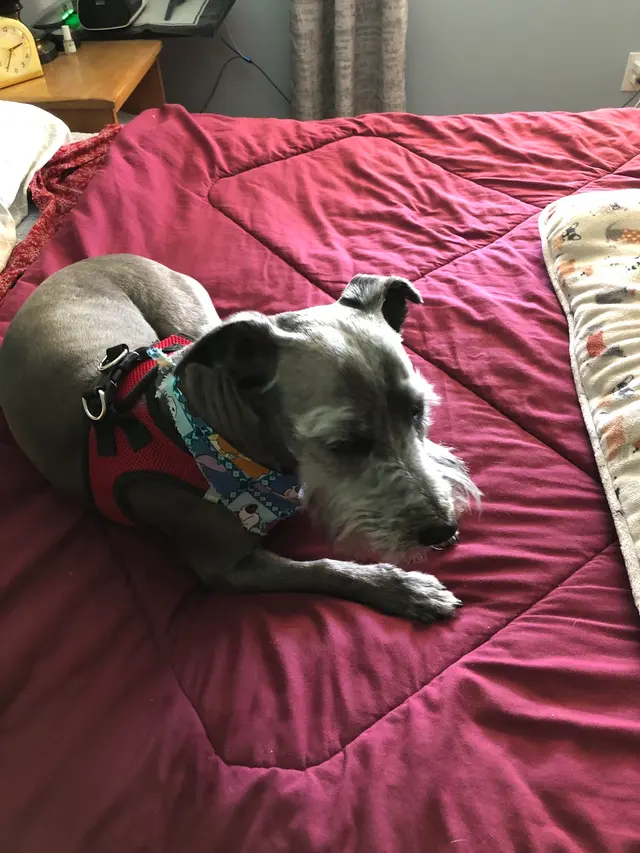 Southwest Veterinary Hospital — customer photo 2