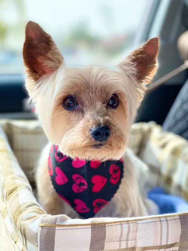 Southwest Veterinary Hospital — customer photo 8