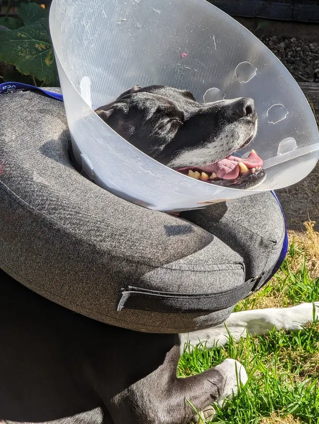 Bakersfield Regional Veterinary Surgical Specialty — customer photo 7