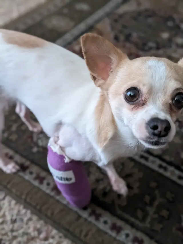 Bakersfield Regional Veterinary Surgical Specialty — customer photo 5