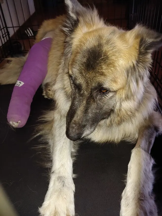 Bakersfield Regional Veterinary Surgical Specialty — customer photo 12