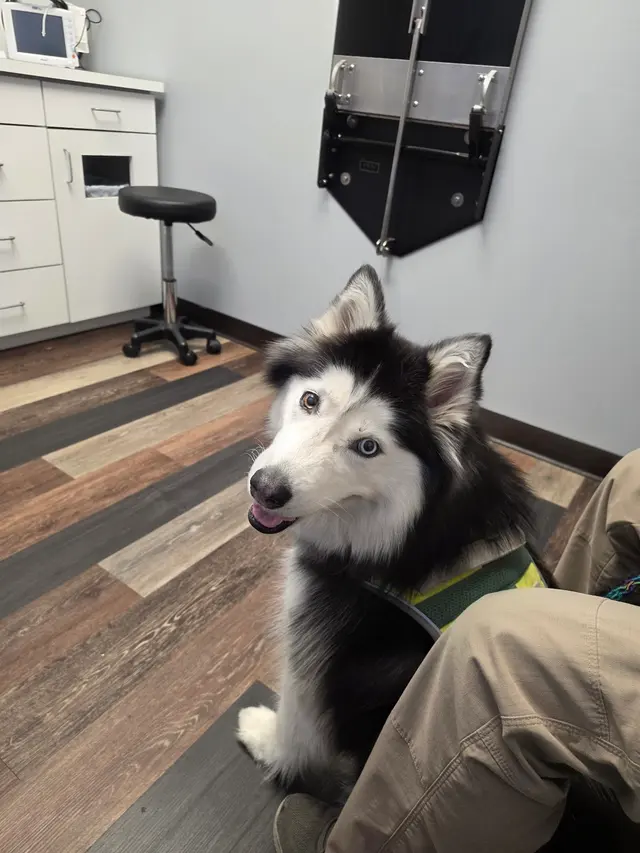 Bakersfield Regional Veterinary Surgical Specialty — customer photo 2