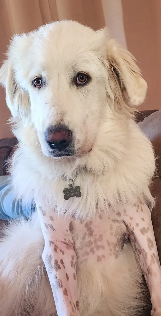 Bakersfield Regional Veterinary Surgical Specialty — customer photo 11