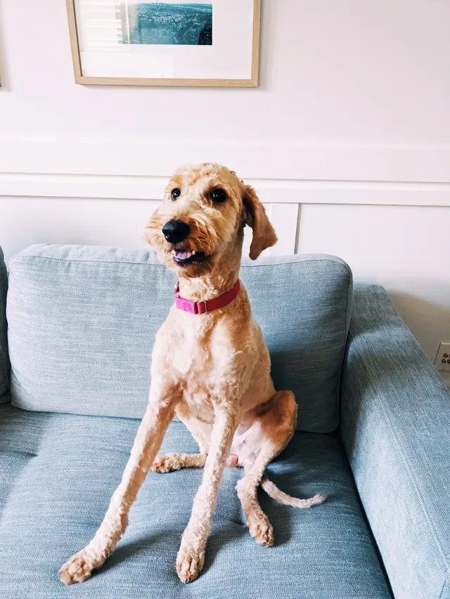 Customer photo of work by Thurman Veterinary Center, from Reva Royal's review