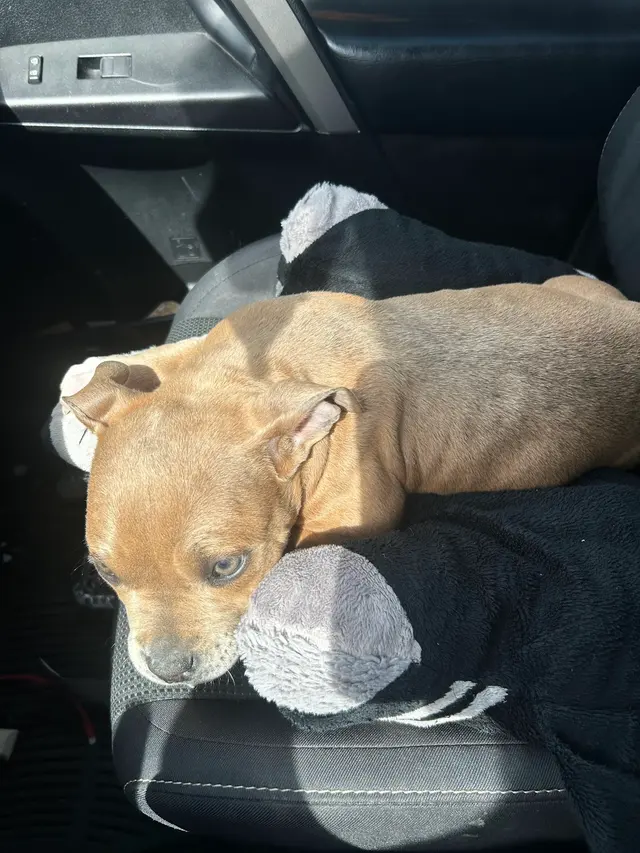 Critters Without Litters — customer photo 1
