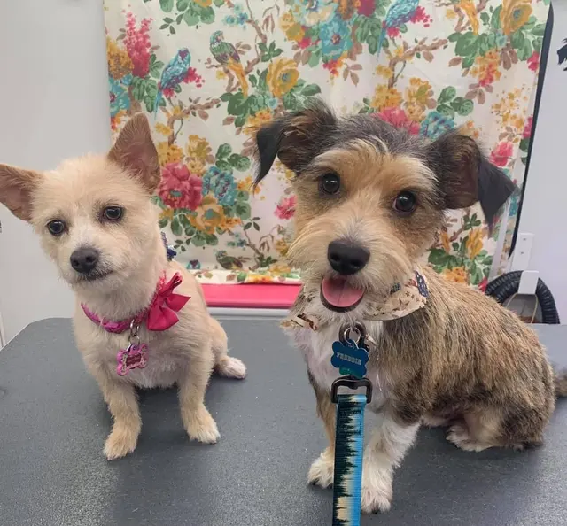 Stockdale Veterinary Hospital — customer photo 2
