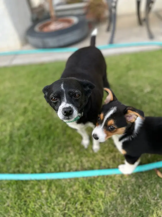 Stockdale Veterinary Hospital — customer photo 9