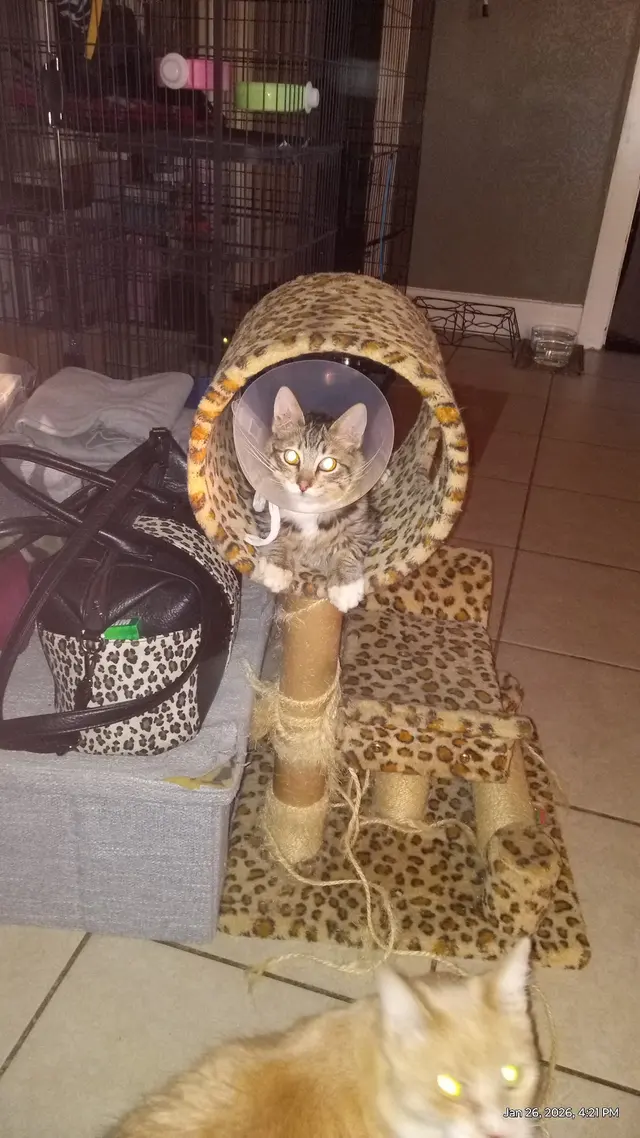 Stockdale Veterinary Hospital — customer photo 11