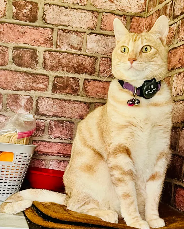 Customer photo of work by Stockdale Veterinary Hospital, from Janel Van Allen's review