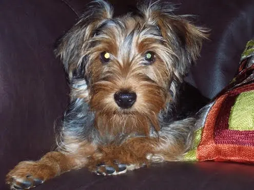 PlayTime Pet Sitters & Dog Walkers of Colorado Springs — photo from the business 10