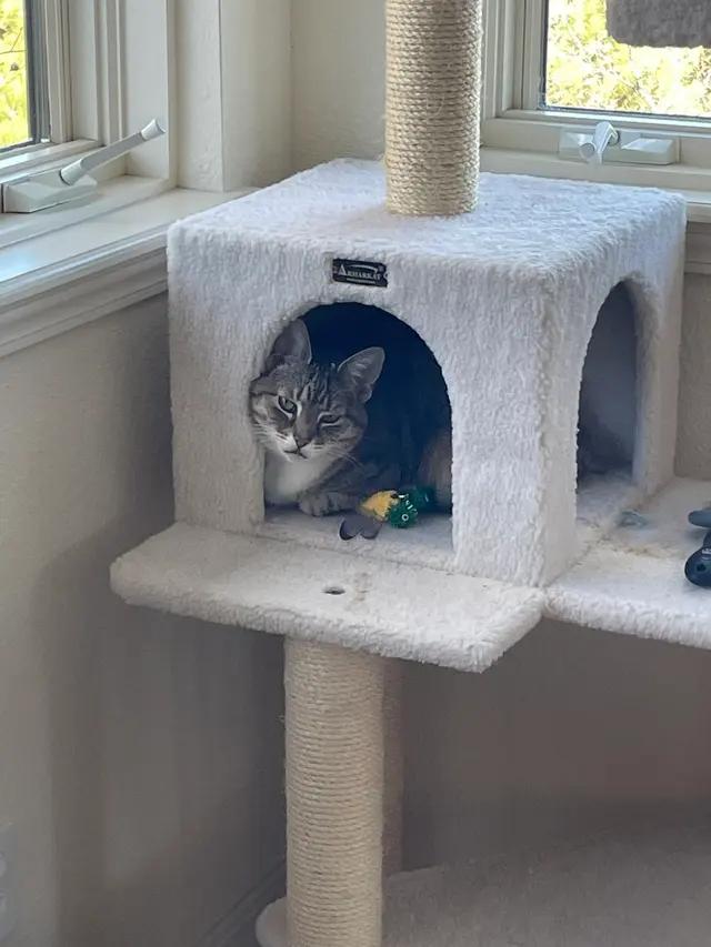 Customer photo of work by PlayTime Pet Sitters & Dog Walkers of Colorado Springs, from Kelsey's review