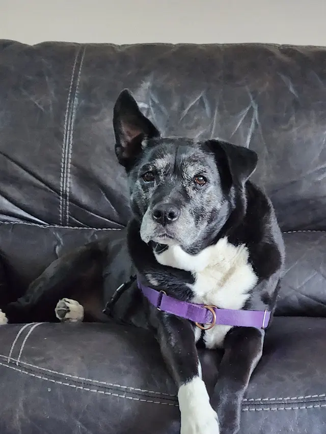 PlayTime Pet Sitters & Dog Walkers of Colorado Springs — customer photo 5