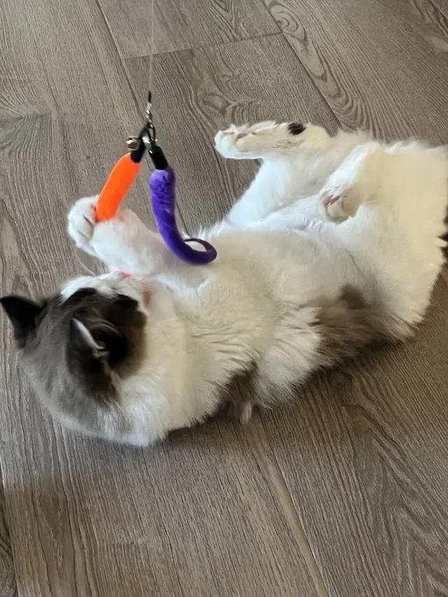 PlayTime Pet Sitters & Dog Walkers of Colorado Springs — customer photo 12