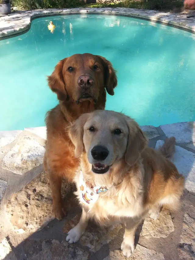 The Pet Gal Pet Sitters & Dog Walkers — photo from the business 3