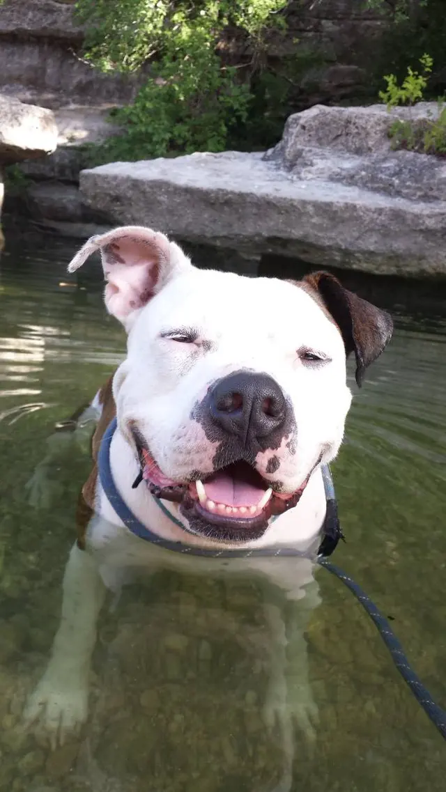 The Pet Gal Pet Sitters & Dog Walkers — photo from the business 10