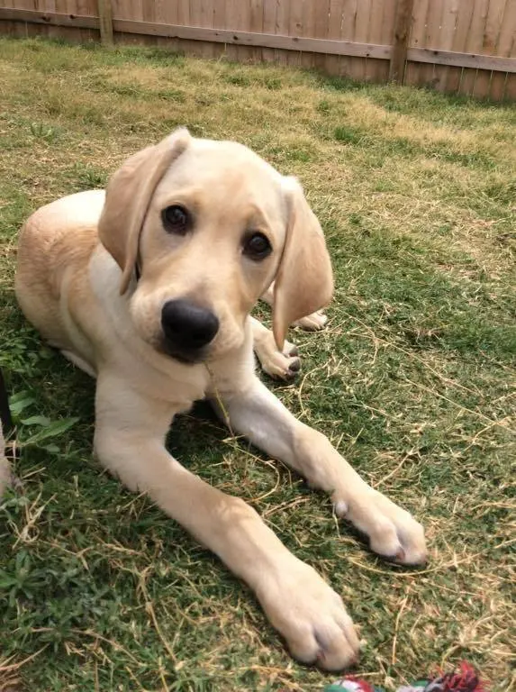 The Pet Gal Pet Sitters & Dog Walkers — photo from the business 7