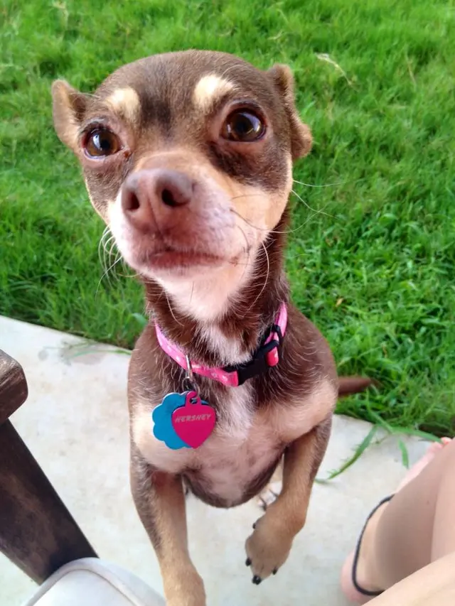 The Pet Gal Pet Sitters & Dog Walkers — photo from the business 11